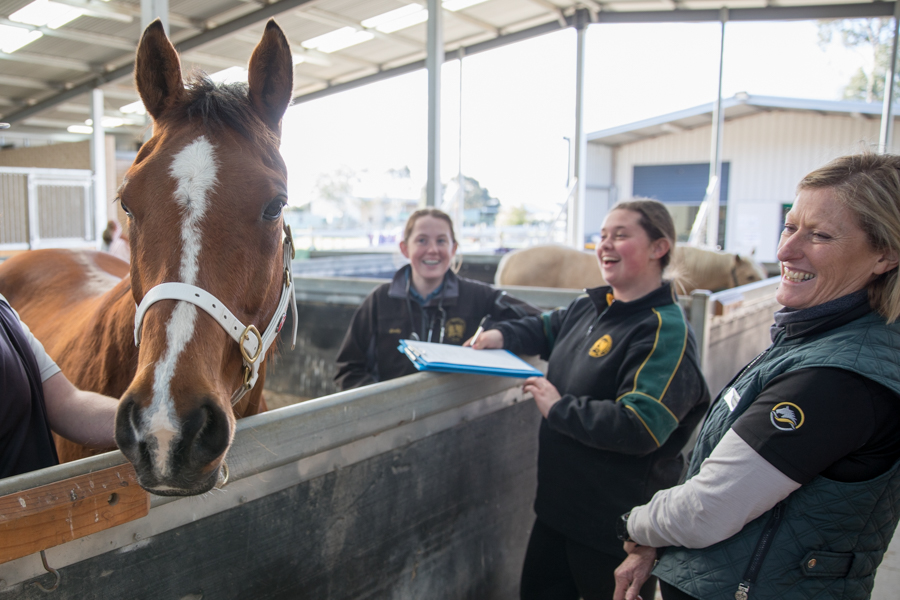 Certificate III in Equine Studies